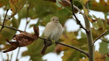 Kızılkuyruklu örümcekkuşu