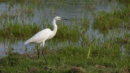 Küçük ak balıkçıl