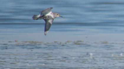 Karakarınlı kumkuşu