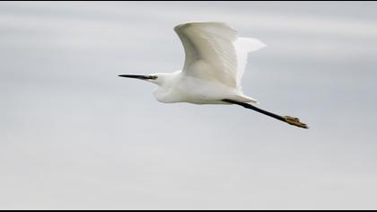 Küçük ak balıkçıl