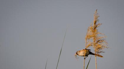 Bıyıklı baştankara