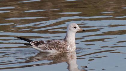Küçük gümüş martı