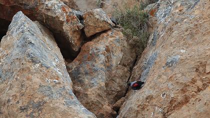 Duvar tırmaşıkkuşu