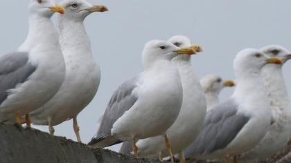 Van gölü martısı