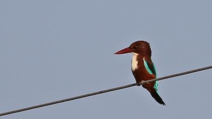 İzmir yalıçapkını