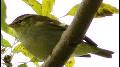 Sarıkaşlı çıvgın