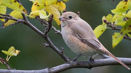 Kızılkuyruklu örümcekkuşu