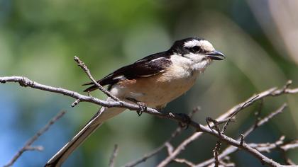 Maskeli örümcekkuşu