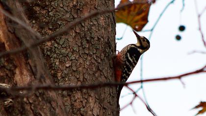 Aksırtlı ağaçkakan