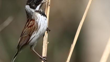 Bataklık Kirazkuşu