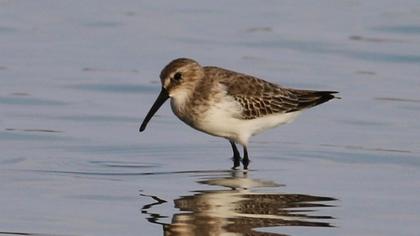 Karakarınlı kumkuşu