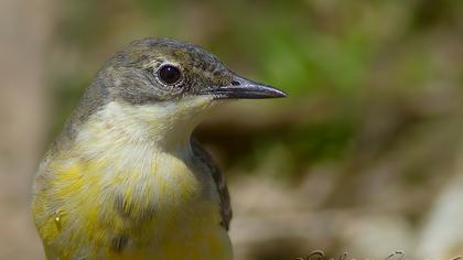 Dağ kuyruksallayanı
