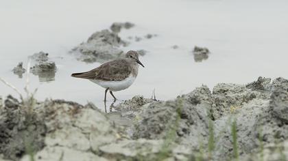 Sarıbacaklı kumkuşu