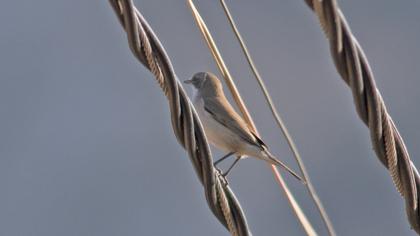 Küçük akgerdanlı ötleğen