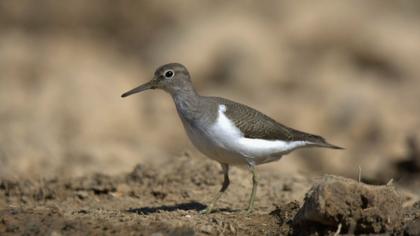 Common Sandpiper