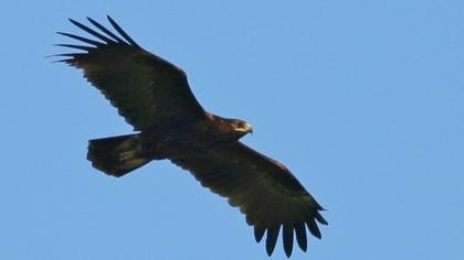 Büyük orman kartalı