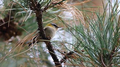 Sürmeli çalıkuşu