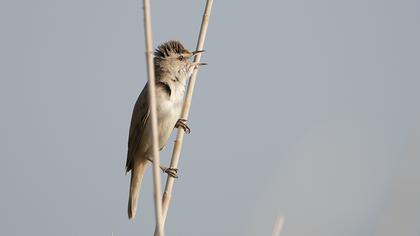Büyük kamışçın
