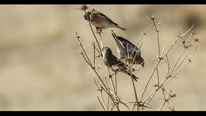 Sarıgagalı ketenkuşu