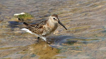 Karakarınlı kumkuşu