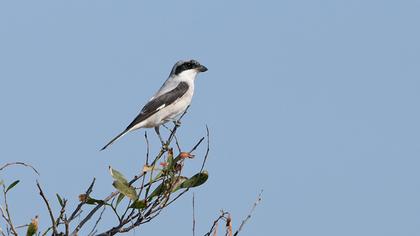 Karaalınlı örümcekkuşu