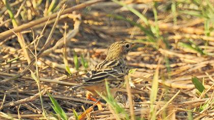 Kızılgerdanlı incirkuşu