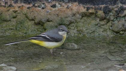 Dağ kuyruksallayanı
