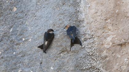 Kızıl kırlangıç