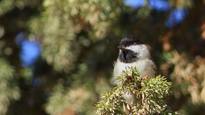 Akyanaklı baştankara
