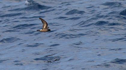 Fırtınakırlangıcı