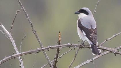 Karaalınlı örümcekkuşu
