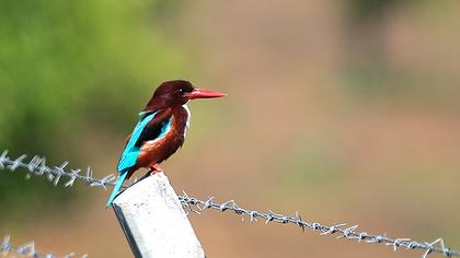 İzmir yalıçapkını