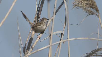 Dikkuyruklu ötleğen