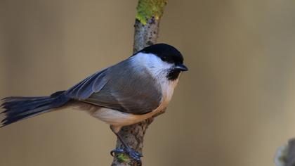Kayın baştankarası