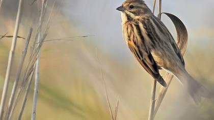 Bataklık Kirazkuşu