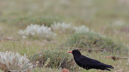 Kırmızıgagalı dağ kargası