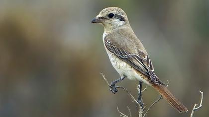 Türkistan örümcekkuşu