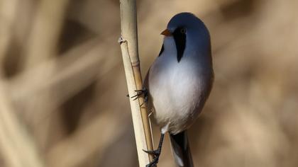 Bıyıklı baştankara