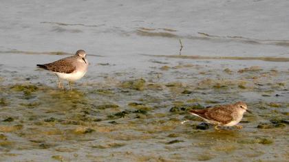 Sarıbacaklı kumkuşu