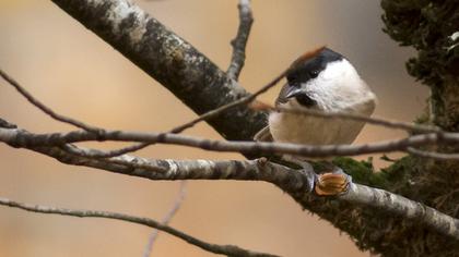 Kayın baştankarası
