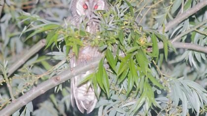 Kulaklı orman baykuşu