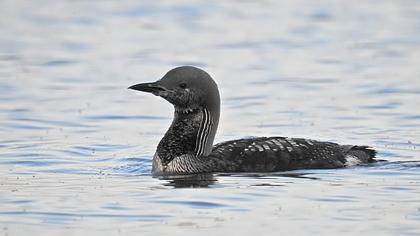 Karagerdanlı dalgıç