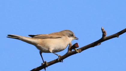 Küçük akgerdanlı ötleğen