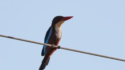 İzmir yalıçapkını