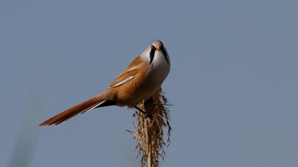Bıyıklı baştankara