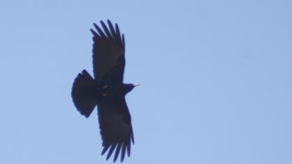 Kırmızıgagalı dağ kargası