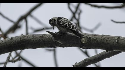 Küçük ağaçkakan
