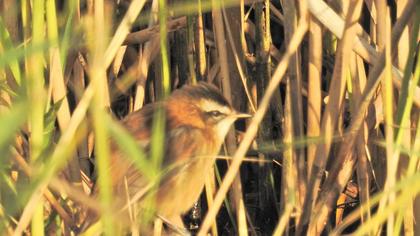 Bıyıklı kamışçın