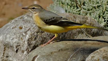 Dağ kuyruksallayanı