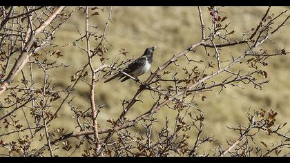 Karagerdanlı ardıç